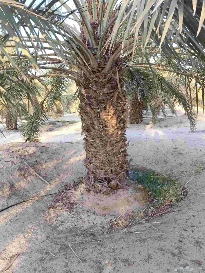 توريد وزراعة النخيل وتوريد وتركيب اسياج الشبوك 0