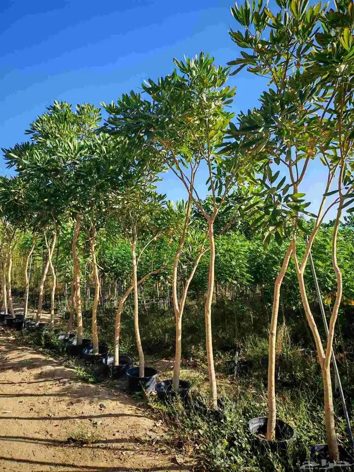 High quality trees at low prices 1