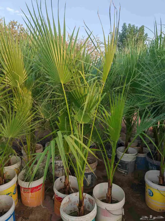 High quality trees at low prices 8
