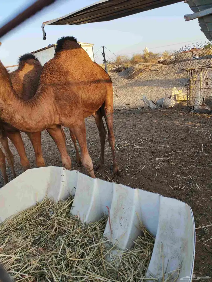 بكره على الحليب عشره شهور 3