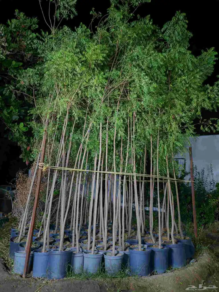 High quality trees at low prices 3