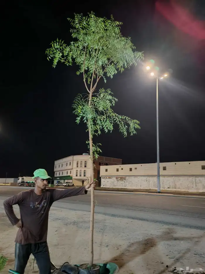 High quality trees at low prices 5