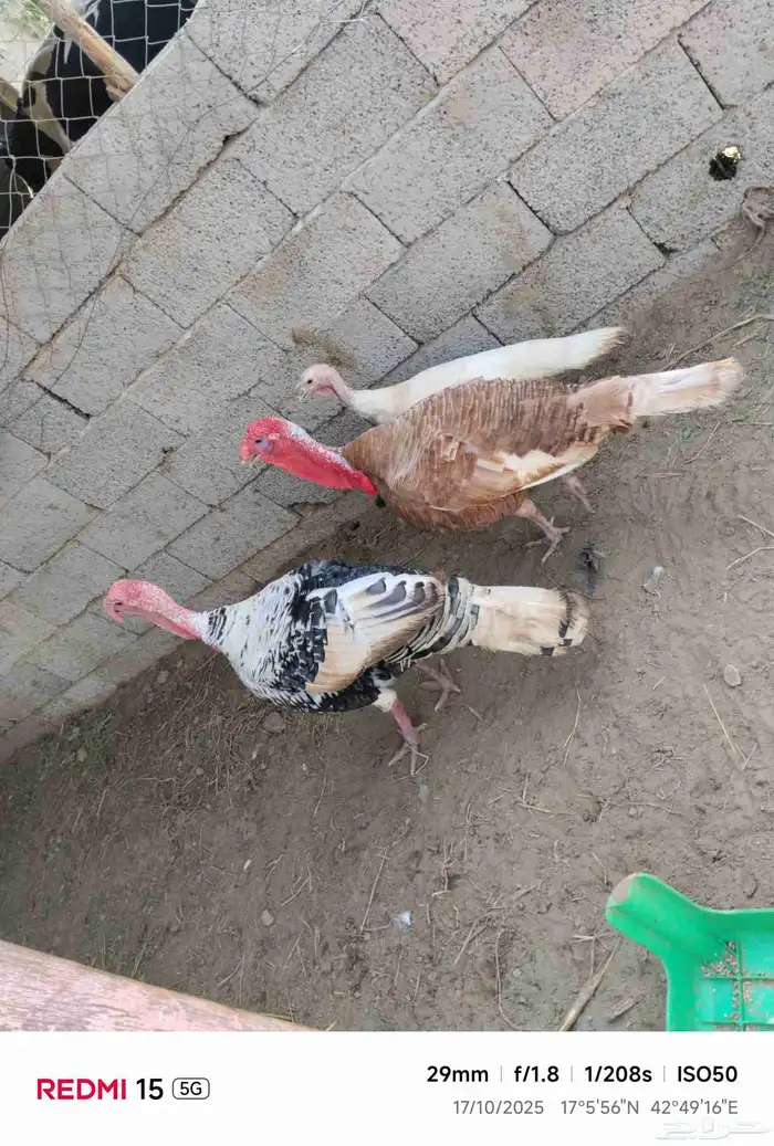 دجاج رومي اثنين ذكور وانثى منتج على الشط 1