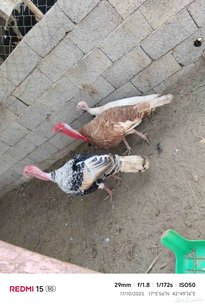 دجاج رومي اثنين ذكور وانثى منتج على الشط 0