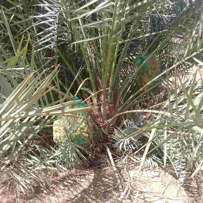 نخل فروخ مثمرة 1