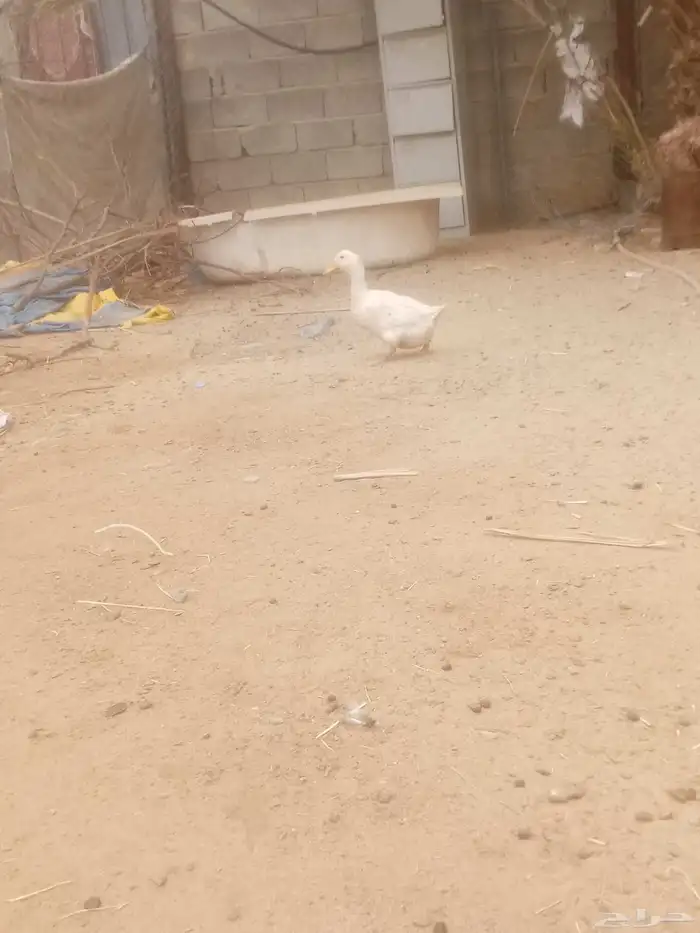 السلام عليكم ورحمة الله وبركاته 2