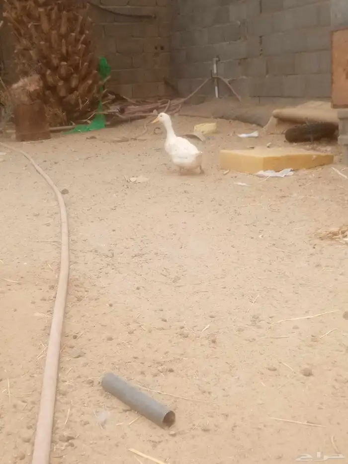 السلام عليكم ورحمة الله وبركاته 1