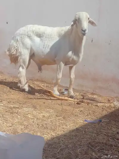فحل حري طيب ومشروط index