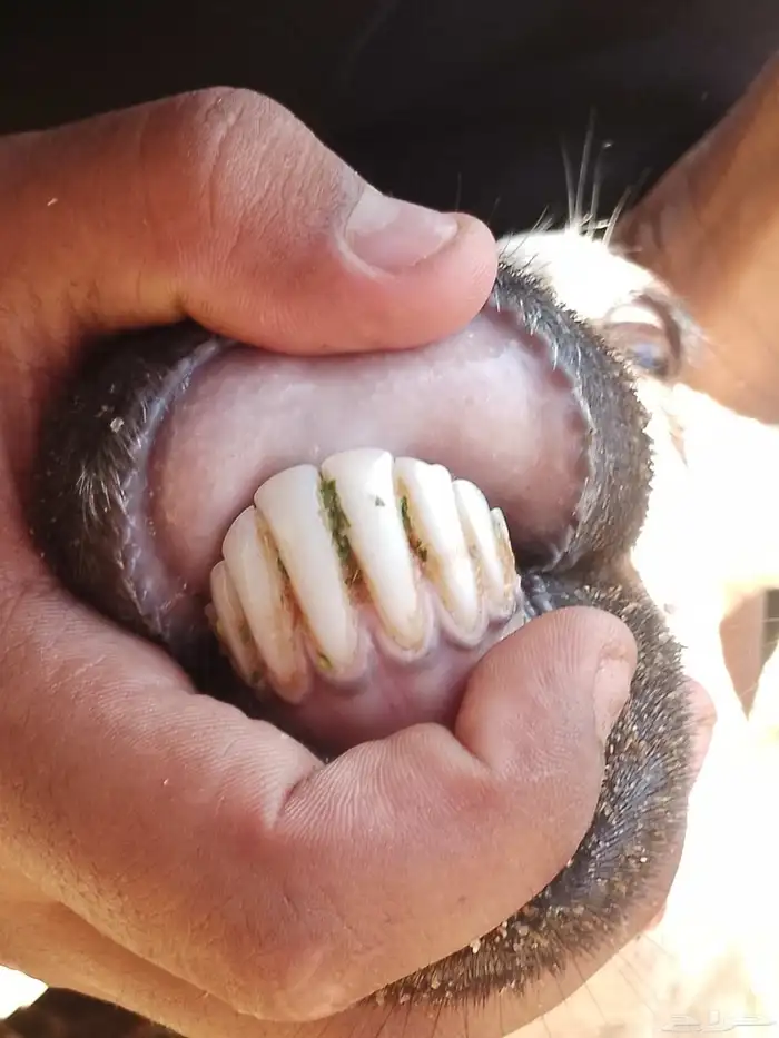 نعجه حريه منتوج فاخره 8