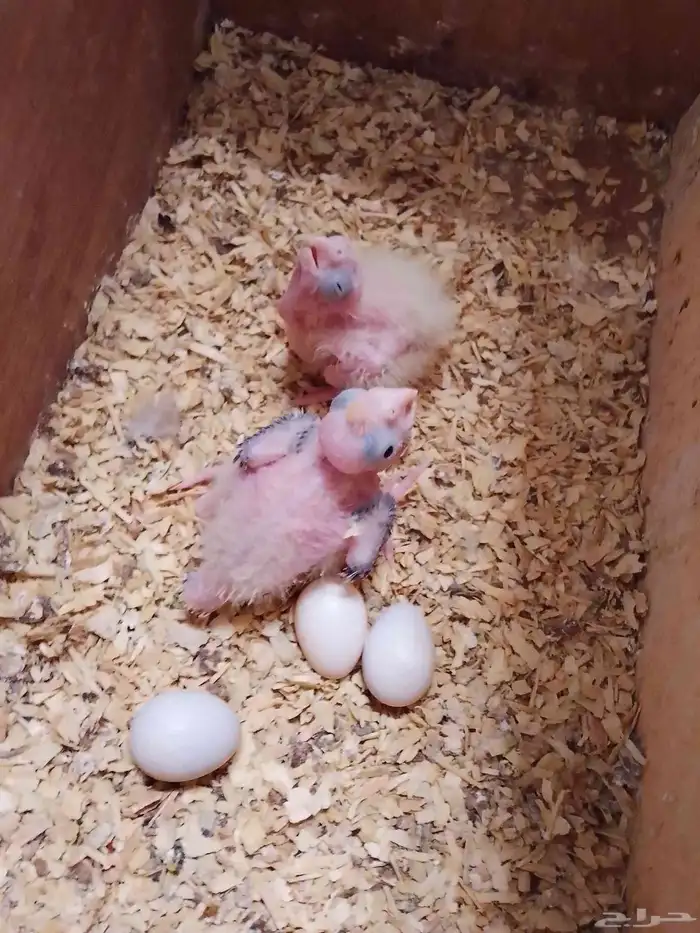 فروخ كروان للبيع 1