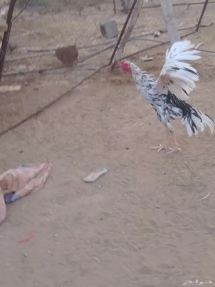 ديك سندي فولي تب تب 1