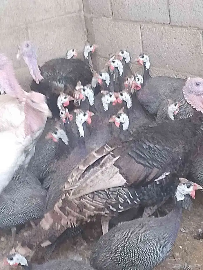 دجاج حبش بياض شرط 0