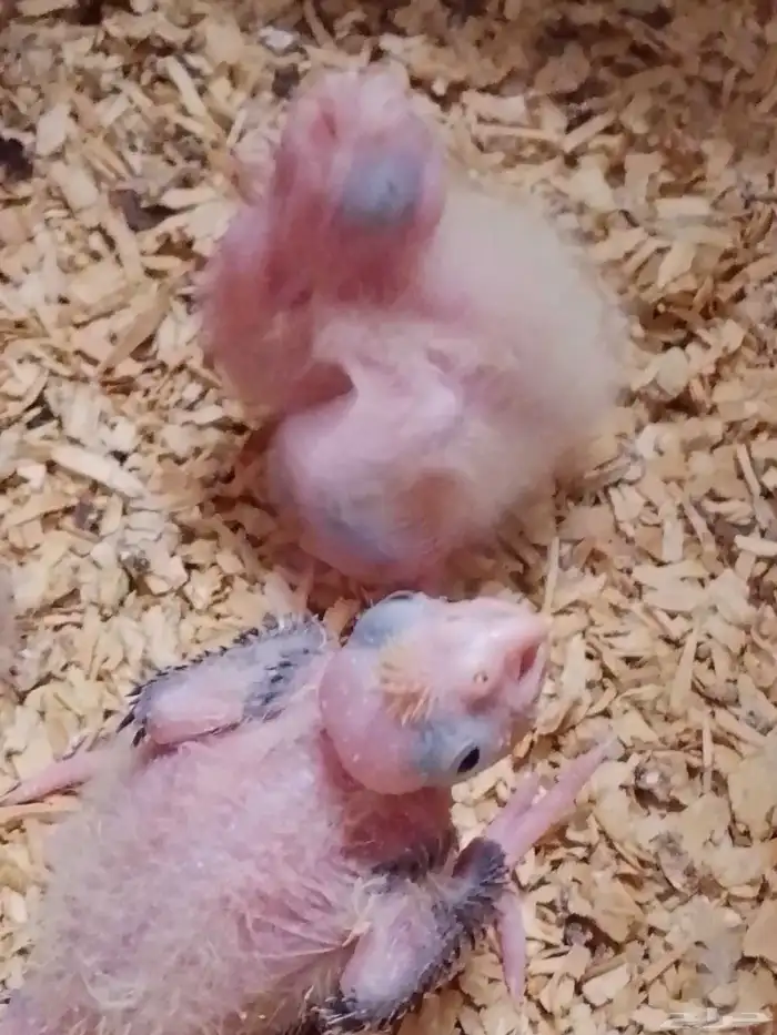 فروخ كروان للبيع 0