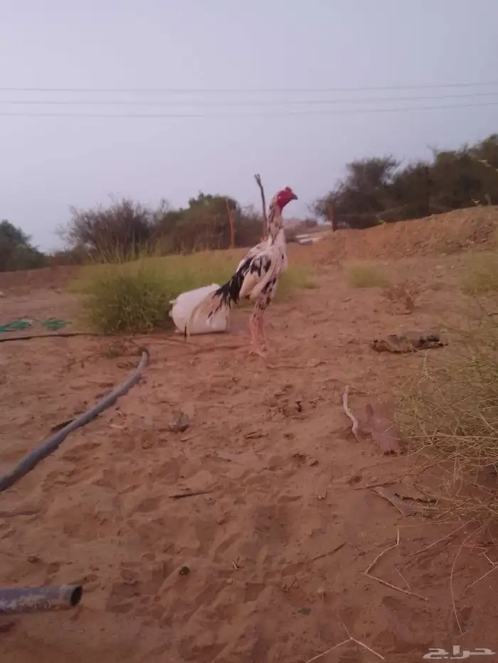 ديك سندي فولي تب تب 0