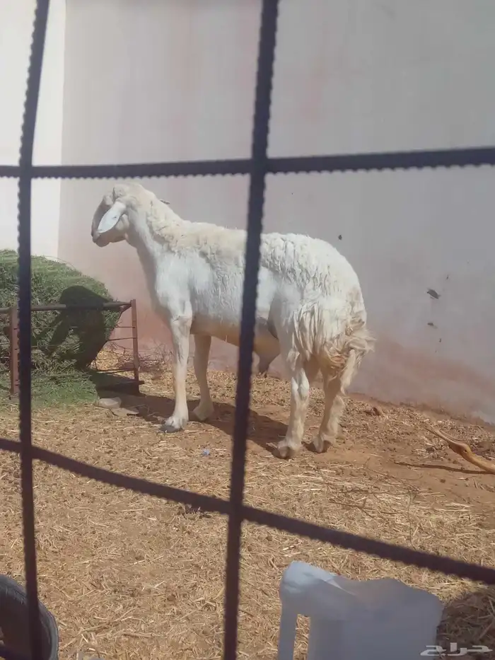 فحل حري طيب ومشروط 3