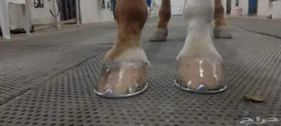 horse farrier index