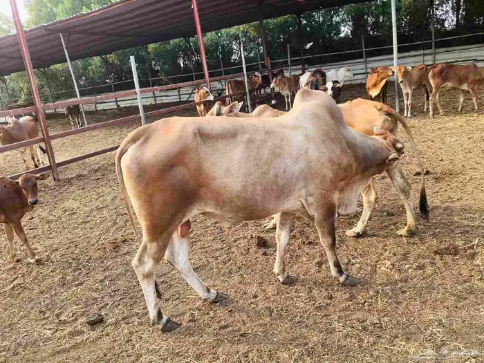 للبيع ثور فحل فاخر السن رباع 0