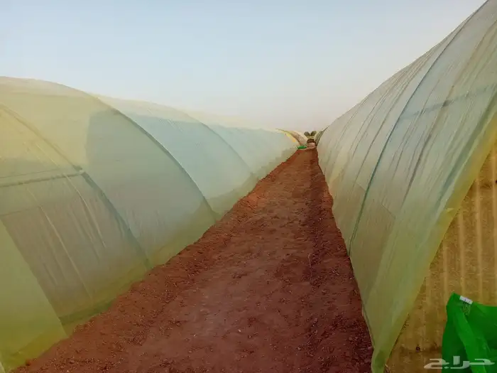 مصطفى عبيد فني فك وتركيب وصينا البيوت المحميه عادي ومكيف 3