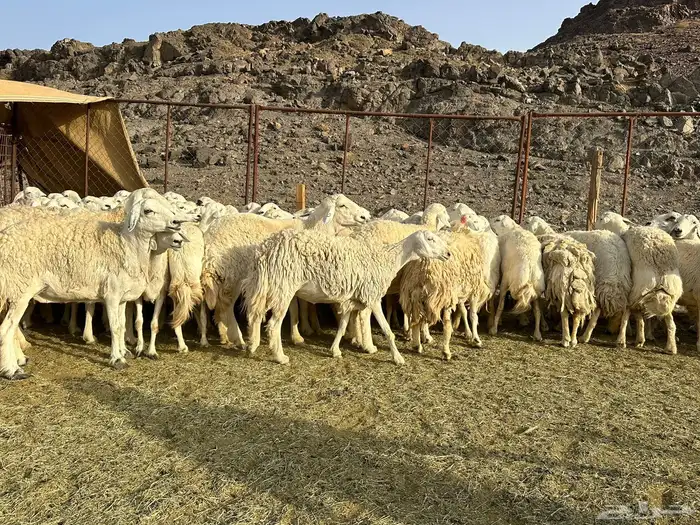 حرش مراح فاخره 2