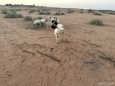 بربري جذع مربي index