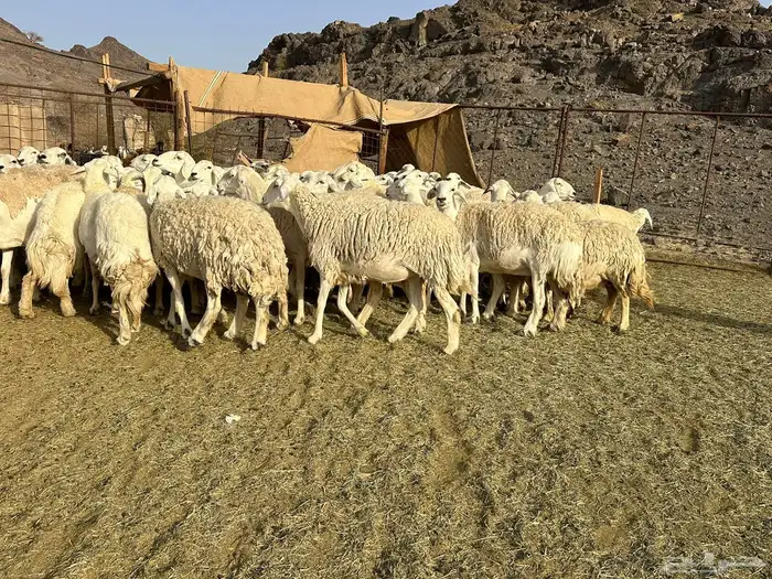 حرش مراح فاخره 1