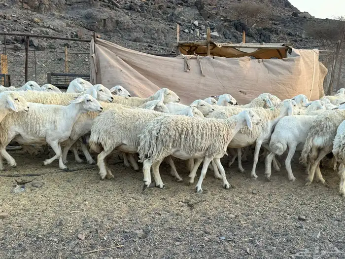 حرش مراح فاخره 6