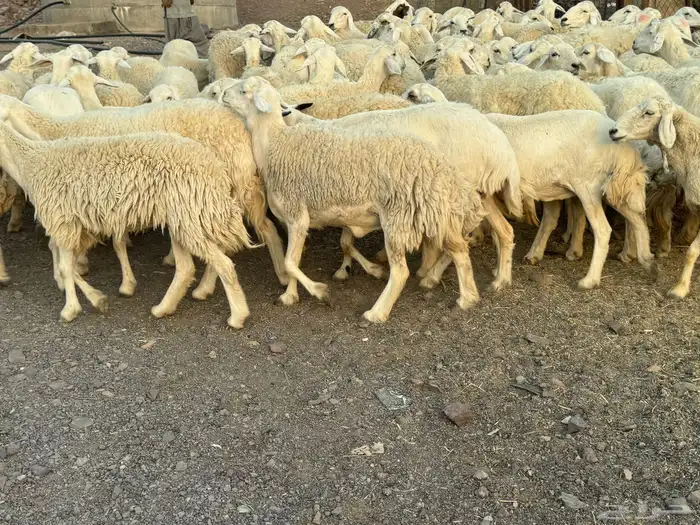 حرش مراح فاخره 8