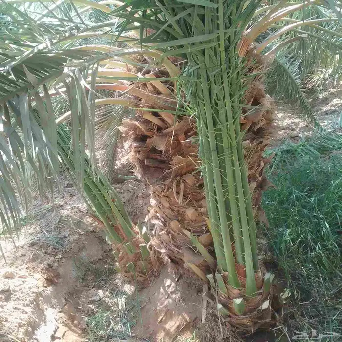 السلام عليكم ورحمه الله وبركاته النخل سقعي لا يفوتكم تواجد ف 6