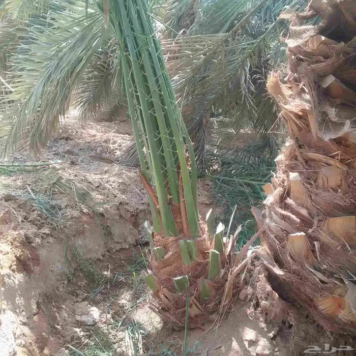 السلام عليكم ورحمه الله وبركاته النخل سقعي لا يفوتكم تواجد ف 2