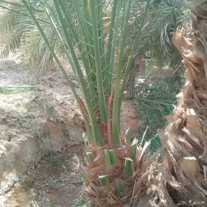 السلام عليكم ورحمه الله وبركاته النخل سقعي لا يفوتكم تواجد ف 4
