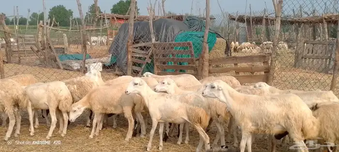رخال رفيدي من 600 ريال 2