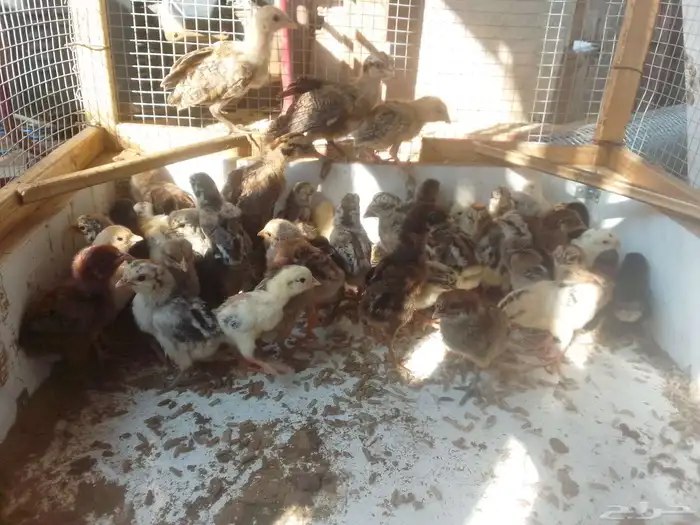 صيصان دجاج بلدي 2