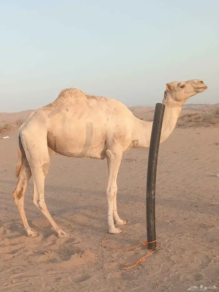جمل فحل حر صافي بشهادة طابع الشداد 1