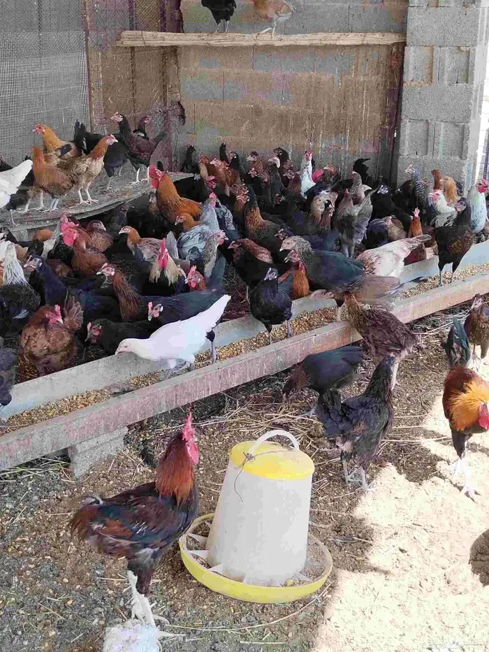 دجاج بلدي العدد 200 مع الديوك العمر تسعه الشهر و عشر الشهر 10
