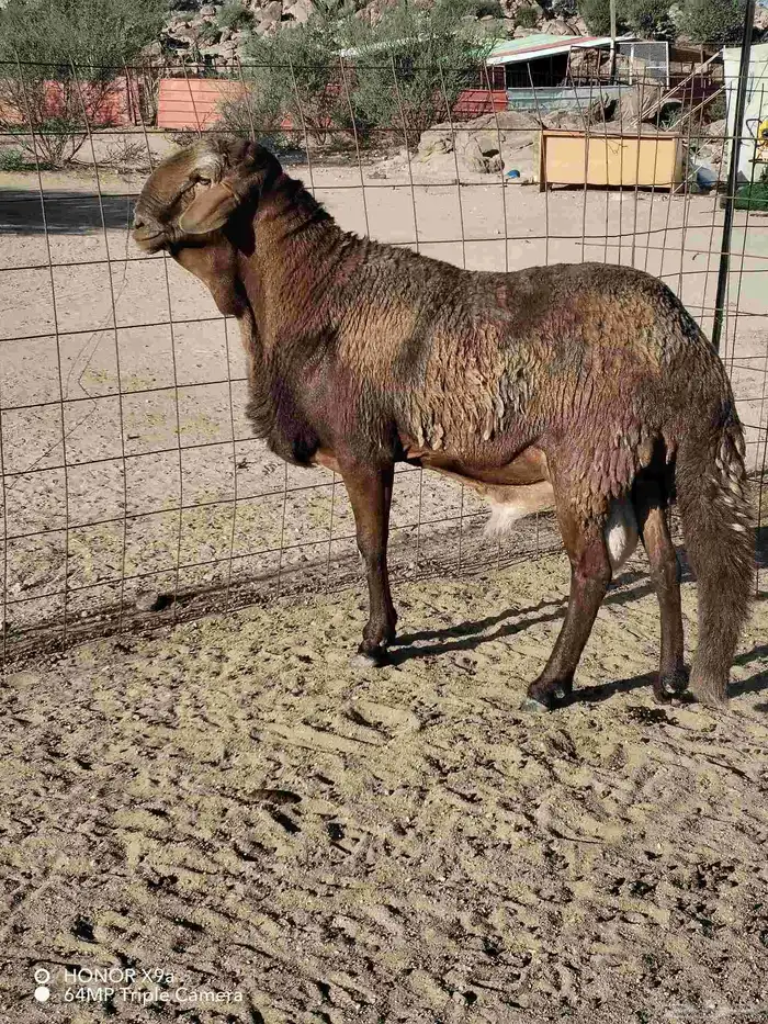 فحل سواكني فاخر 5