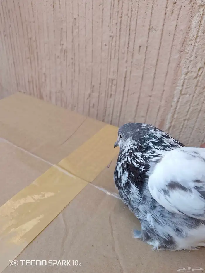 حمام ذكر وانثى للبيع 5