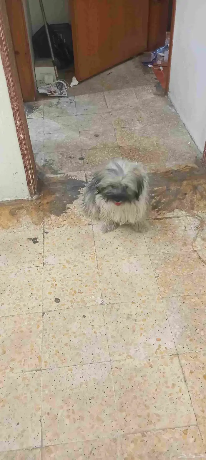 200 للبيع سبب نقل ابغى احد أخاف الله فيها 2