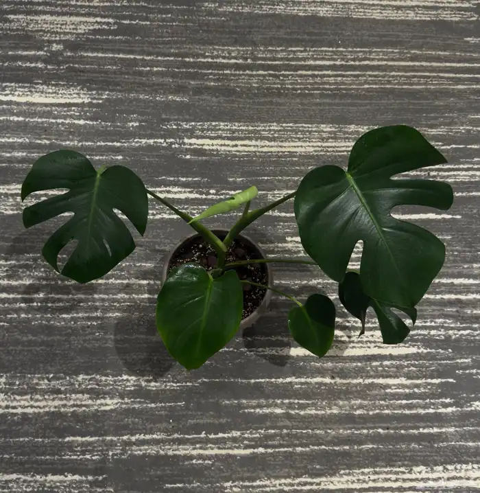 نباتات داخلية مونستيرا دليسيوزا (Monstera deliciosa) 0