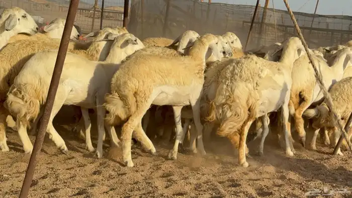 غنم حريات رخال 9