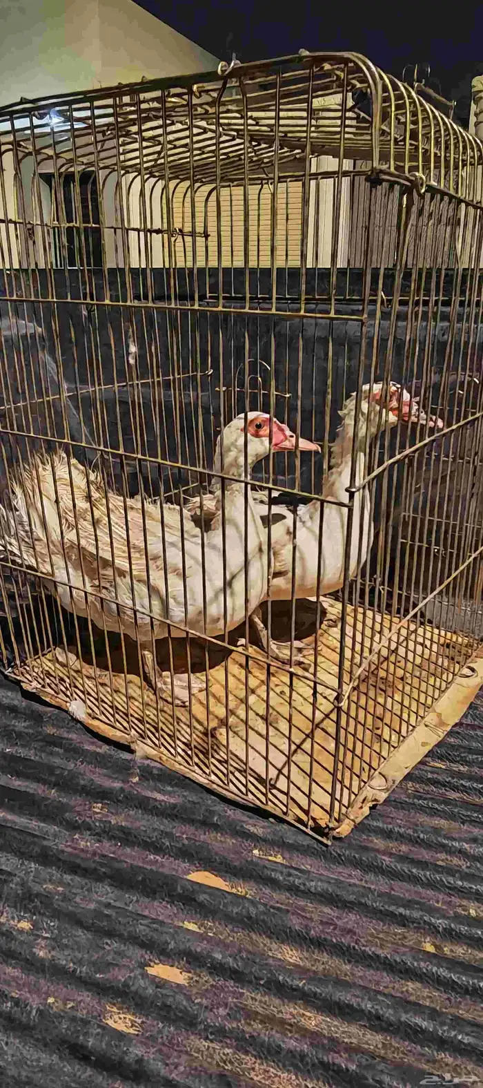بط سوداني 0