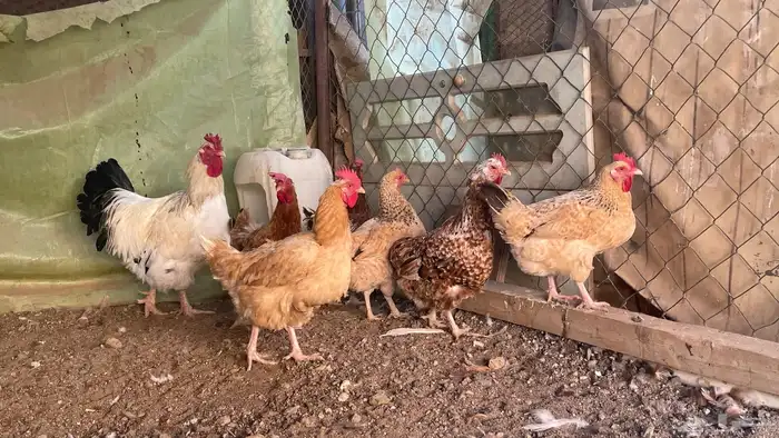 دجاج تركي 2