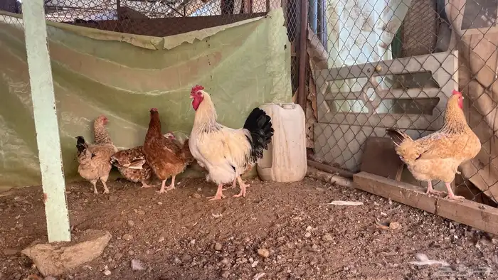 دجاج تركي 0
