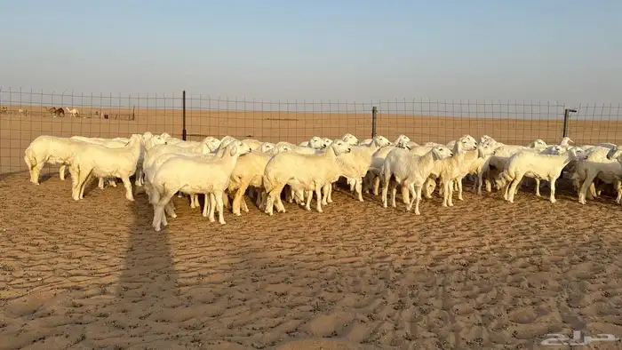 رخال حريات جذعات حلال فاخر 12