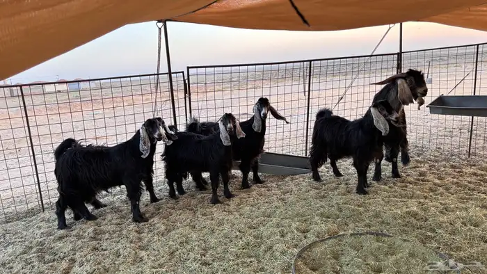 غنم معزا للبيع 3