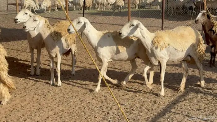 رخال حريات حرش مضاريع نوادر عددها 65 معاها 4 والفحل 29