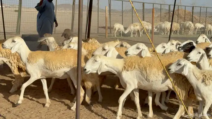 رخال حريات حرش مضاريع نوادر عددها 65 معاها 4 والفحل 34