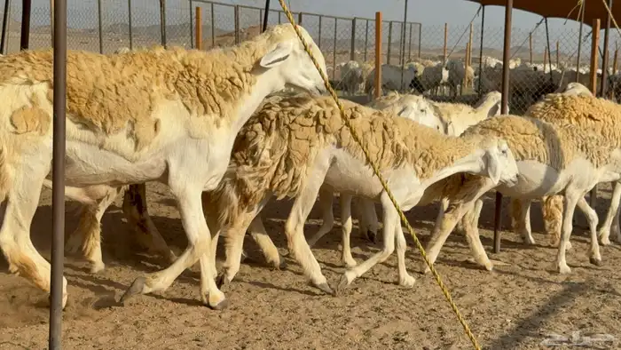 رخال حريات حرش مضاريع نوادر عددها 65 معاها 4 والفحل 8