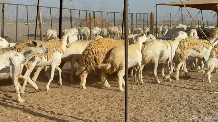 رخال حريات حرش مضاريع نوادر عددها 65 معاها 4 والفحل 23