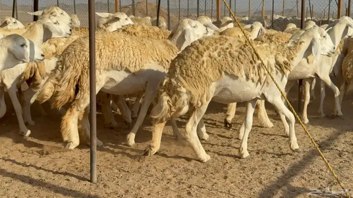 رخال حريات حرش مضاريع نوادر عددها 65 معاها 4 والفحل 7