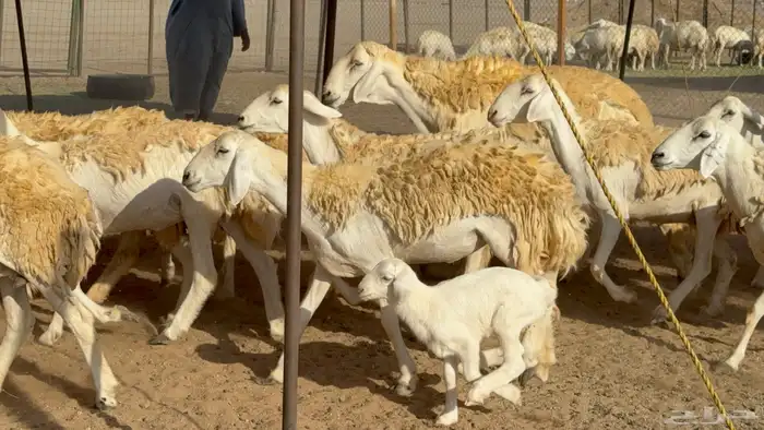 رخال حريات حرش مضاريع نوادر عددها 65 معاها 4 والفحل 36